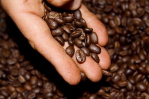 Café de especialidad café sostenible